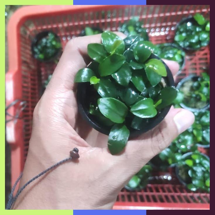 Anubias Petite Petit Pot Tanaman Aquascape