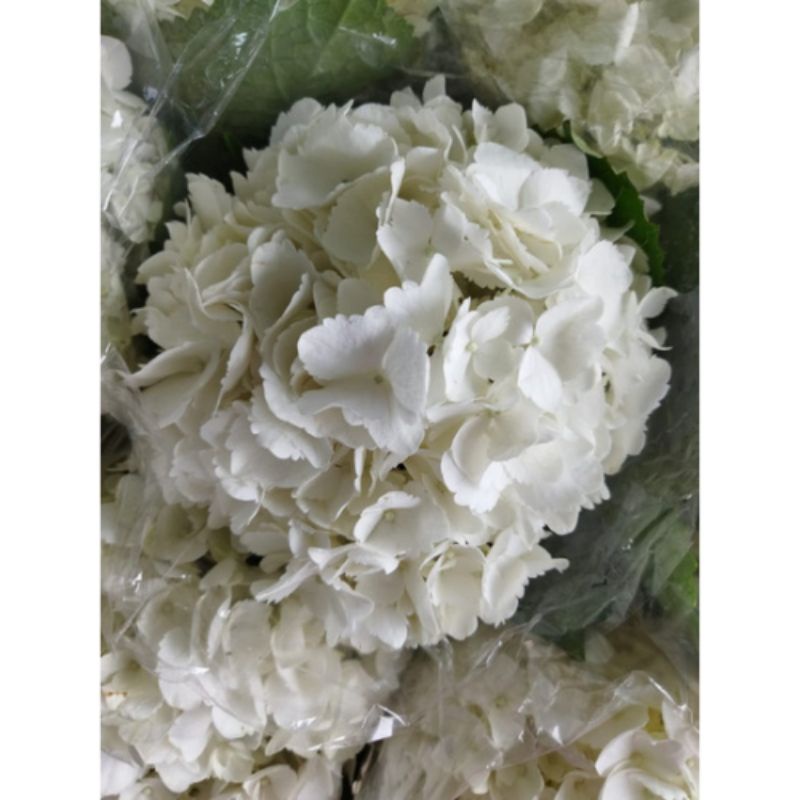 bunga hydrangea putih asli fresh cantik
