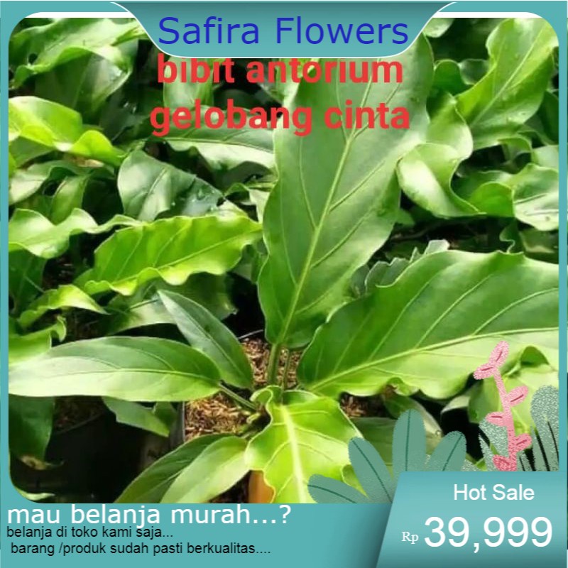 bibit gelombang cinta