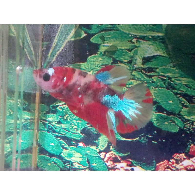 

PROMO IKAN CUPANG BAHANAN RED KOI