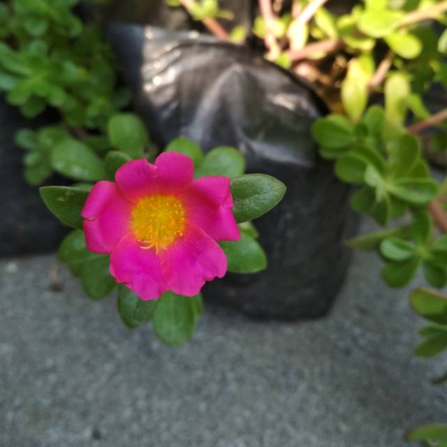 Mossrose / mawar tanah / portulaka / portulaca / krokot ungu kelopak single