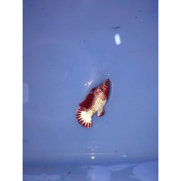 cupang fccp army/red head