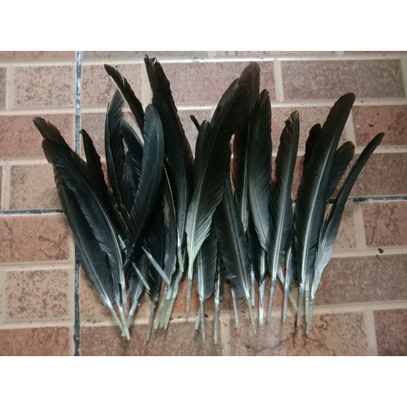 Bulu Sayap Ayam Jago Warna Asli Hitam 50 Helai
