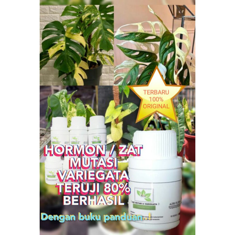 HORMON VARIGATA REKOMENDED 100% BERHASIL / TANAMAN VARIGATA
