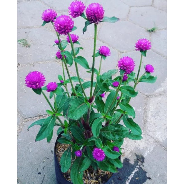 TANAMAN HIAS KEMBANG KANCING/KNOP GOMPHRENA GLOBOSA A GRADE A |COD| TANAMAN HIDUP |KUALITAS SUPER