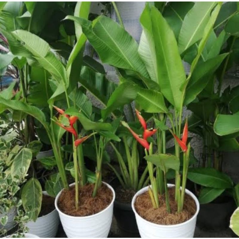 Jual Tanaman Hias Pisang Heliconia Pisang Pisangan Betet Shopee