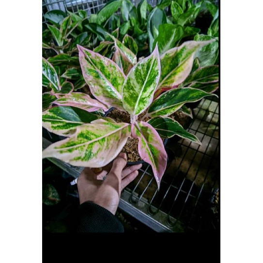 AGLONEMA LIPSTIK PUDING