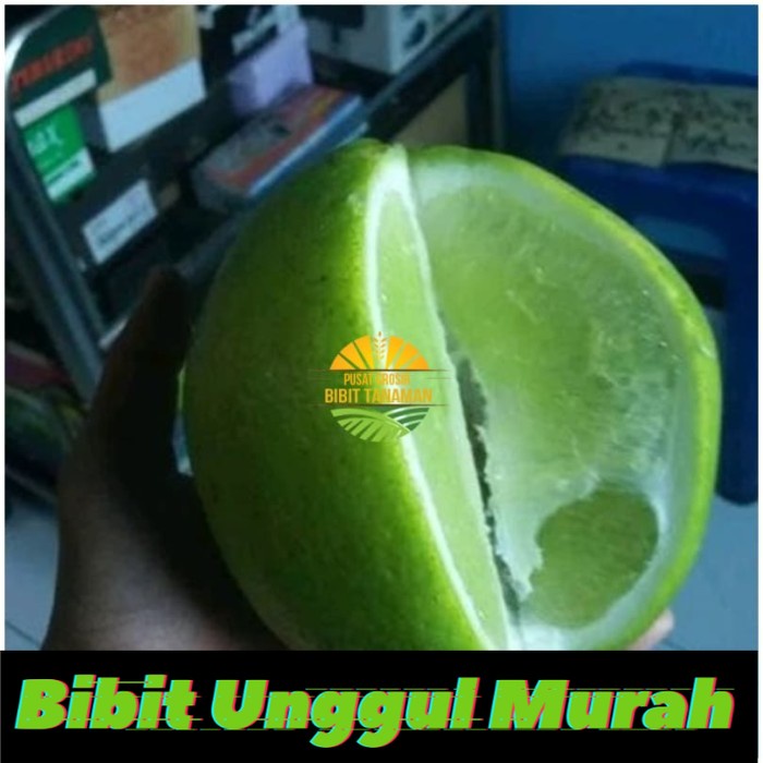 Bibit jeruk nipis jumbo