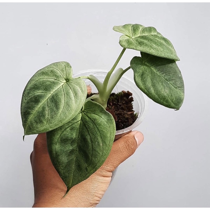 syngonium frosted heart