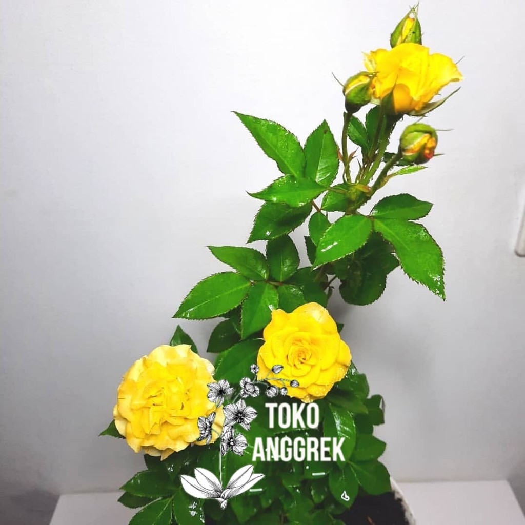 Tanaman Mawar Floribunda Kuning
