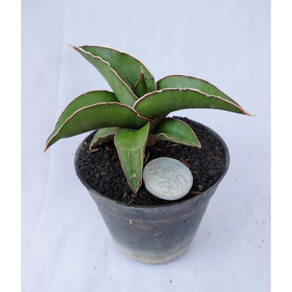 Sansevieria Pinguicula