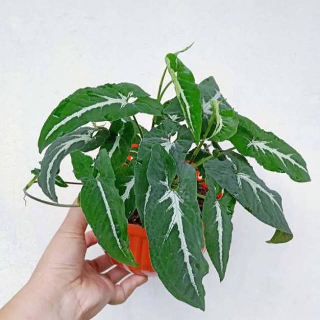 sygonium wendlandi - tanamah hias - sygonium - bibit tanaman