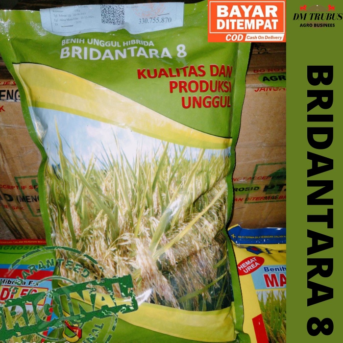 benih bibit Padi Hibrida Bridantara 8 1 KG