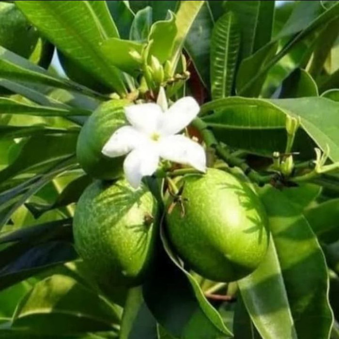 Pohon bintaro / bibit pohon bintaro tanaman pelindung