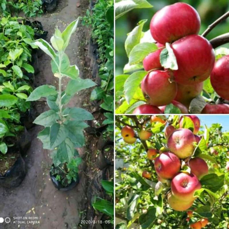 Bibit apel Merah (Apel Ana)