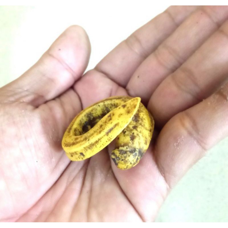 barang antik Rantai babi