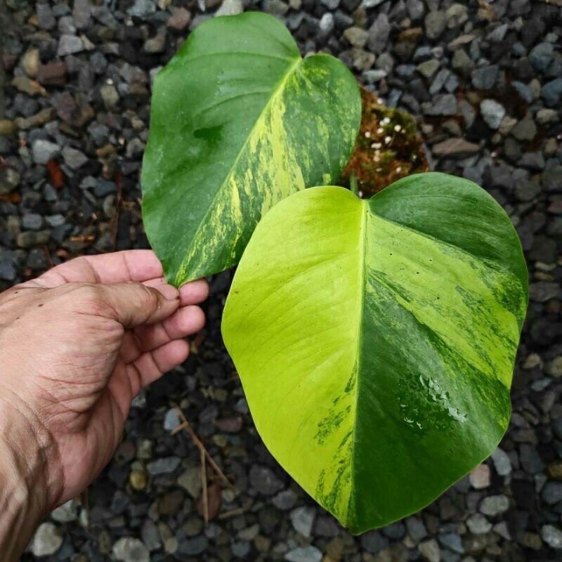 Tanaman Hias Monstera MARMORATA Variegata Kuning