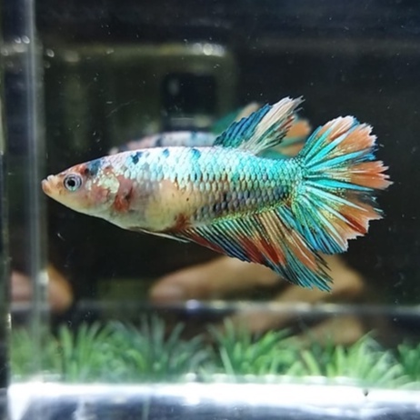 IKAN CUPANG BETINA/FEMALE HALFMOON NEMO MULTICOLOR SIAP BREED 100% REALPICT (KODE AM7)