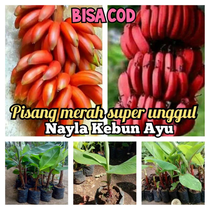 

Bibit pisang merah super