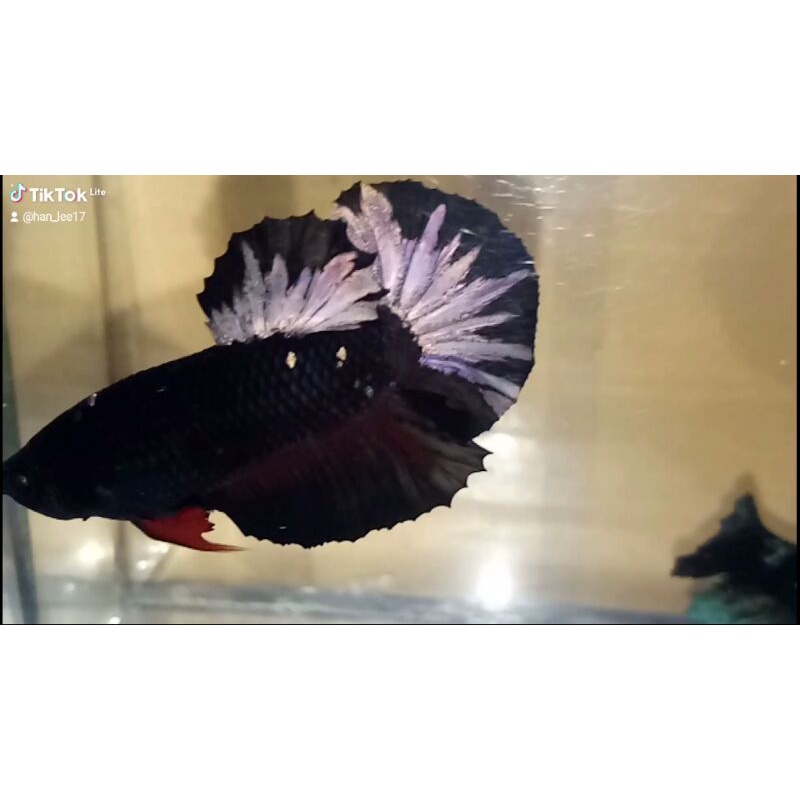 Ikan Cupang Jantan Avatar Cooper Gold