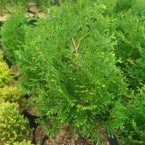 Tanaman Cemara Kipas - cemara mini - pohon cemara - cemara kipas