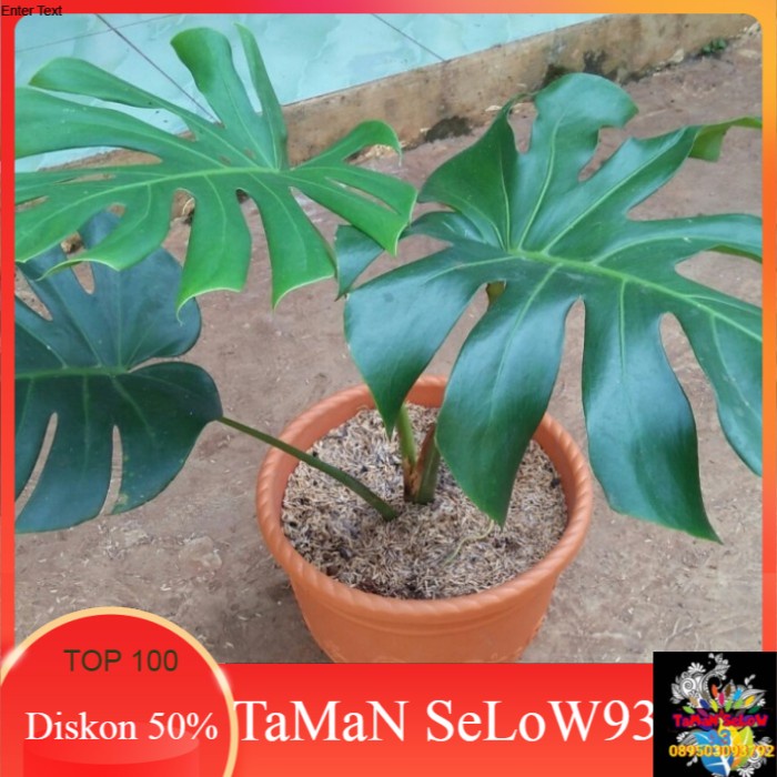 Pohon Monstera king | Tanaman Hias Rambat Monstera King
