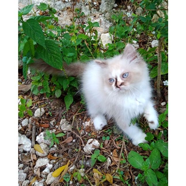 kucing persia Himalaya midol