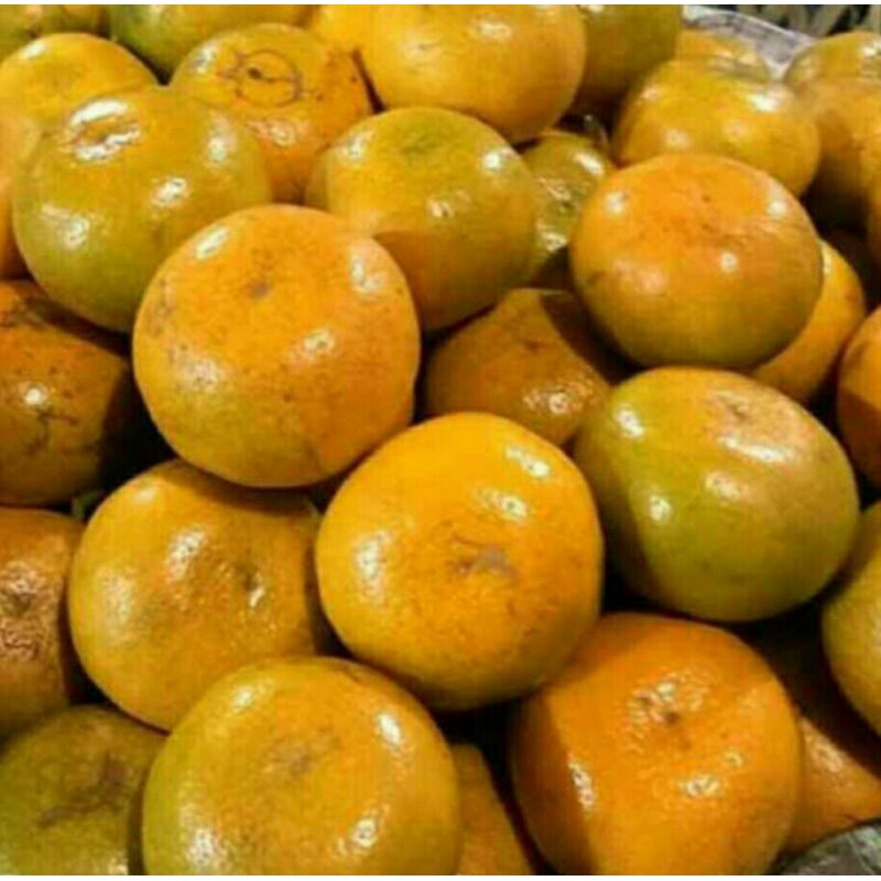 

Jeruk medan fresh 1 kg