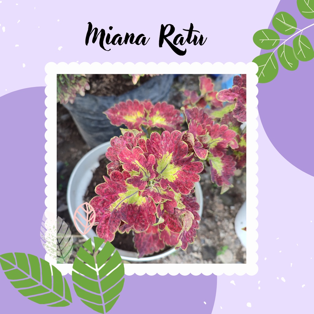 Miana Tanaman Miana Premium Miana Ratu Murah Miana Ratu