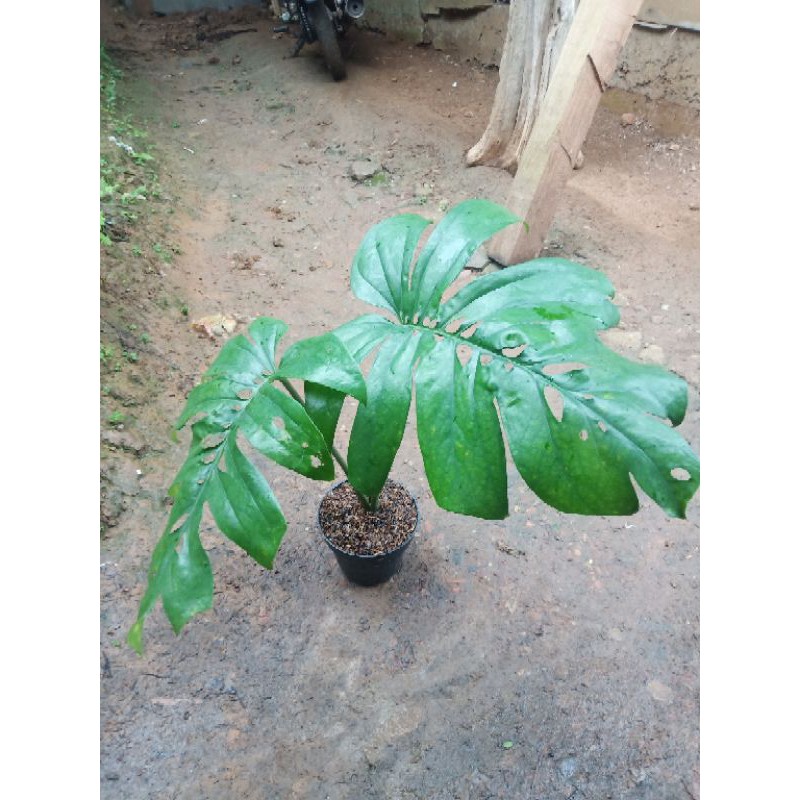 monstera amydrium medium