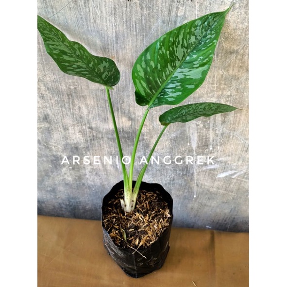 LANGKA Homalomena schismatoglottis/ Tanaman hias army