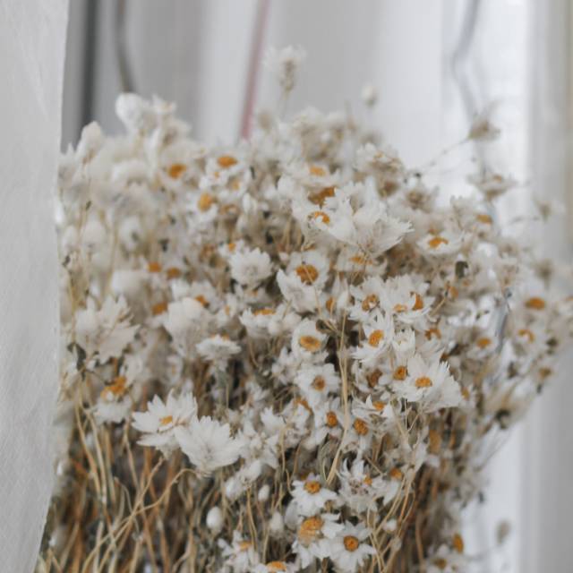 Dried Flower Rodanthe (10 tangkai) / Bunga Kering Import