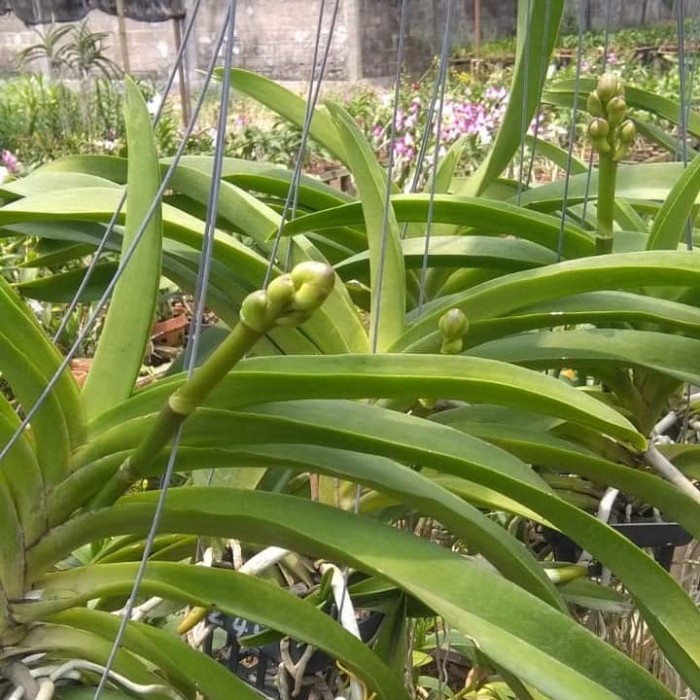 Anggrek Vanda Pink dewasa bunga besar