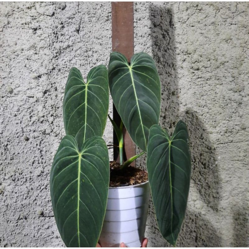 Philodendron Melanochrysum Narrow