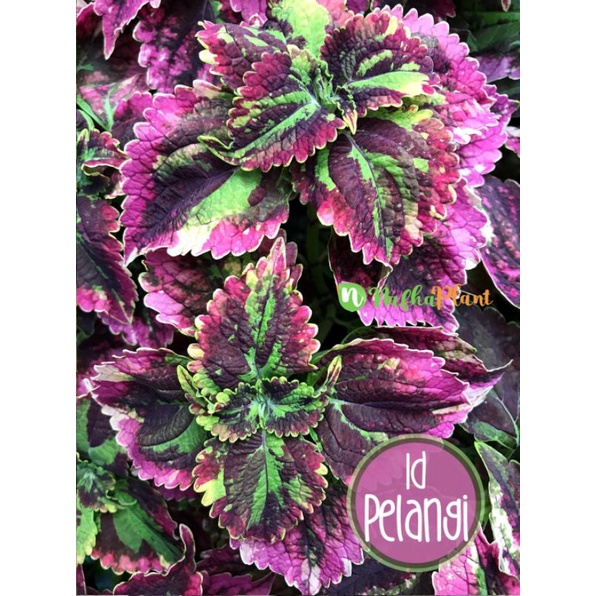 Miana PELANGI | Premium