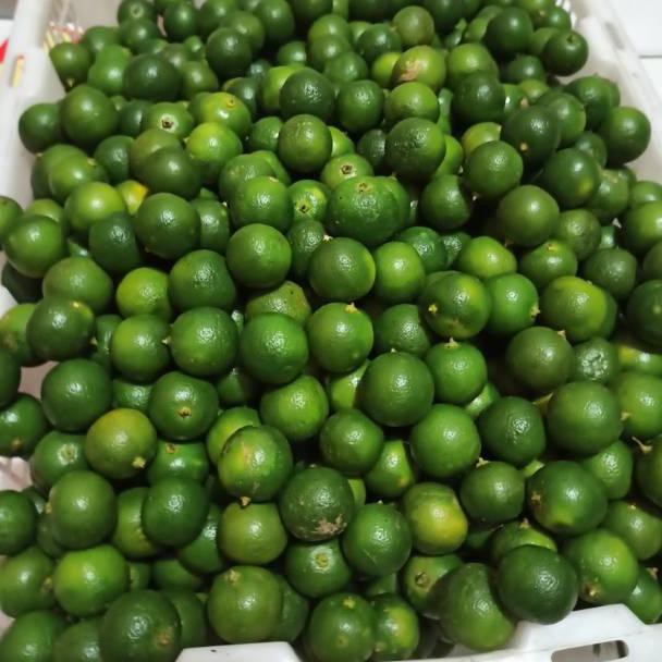 GROSIR JERUK KUNCI / JERUK SONKIT / LEMON CUI / JERUK KASTURI / JERUK KALAMANASI / JERUK PONTIANAK