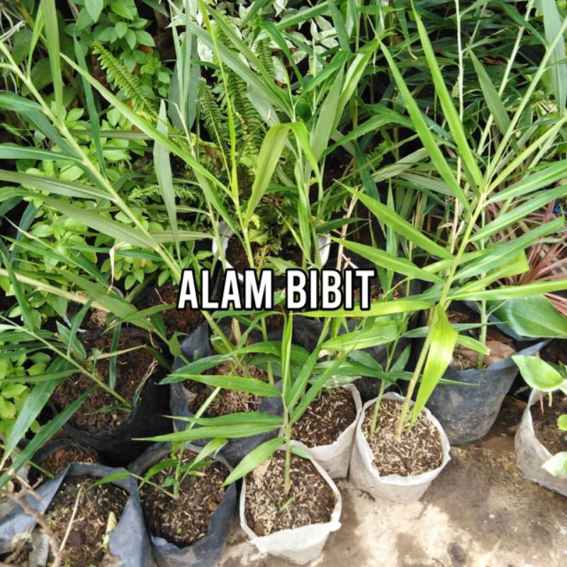 BIBIT JAHE MERAH SUPER (BELI 5 GRATIS 1)