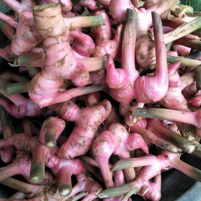 

1kg Laos merah untuk bumbu dapur atau bumbu penambah rasa