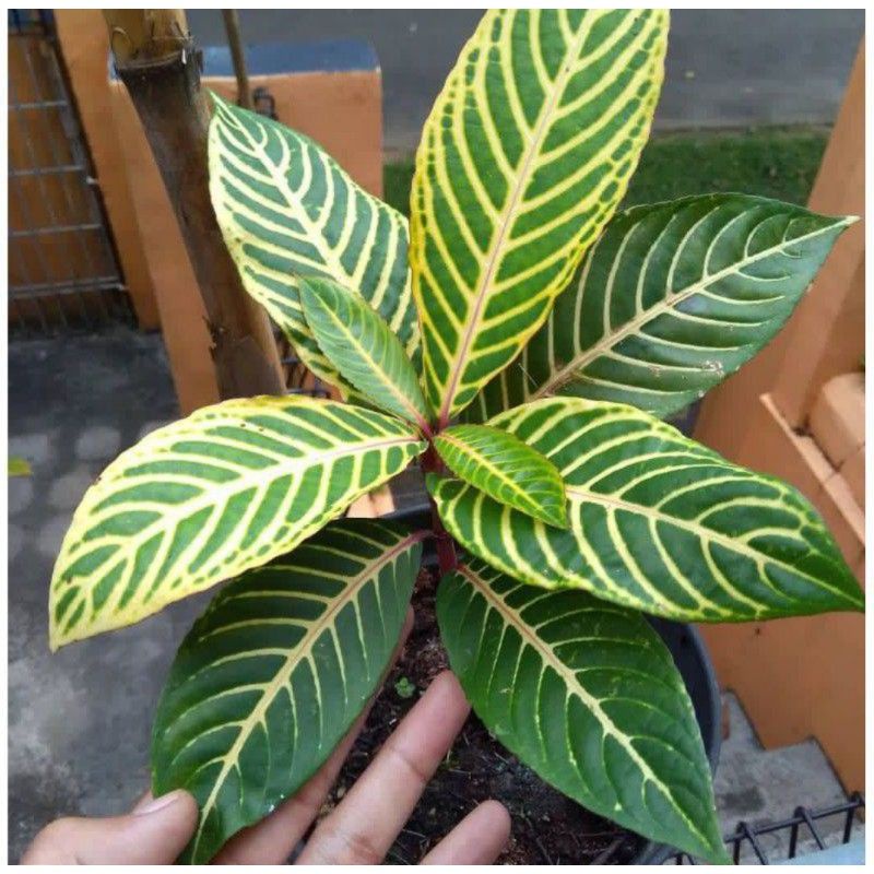 tanaman aphelandra zebra kuning / tanaman aphelandra