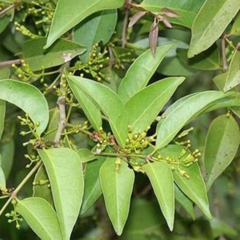 

300g DAUN BENALU KELOR MURAH SEGAR