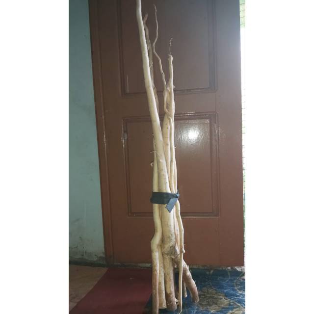 

PASAK BUMI/TONGKAT ALI OBAT KEJANTANAN PRIA ASLI KALIMANTAN