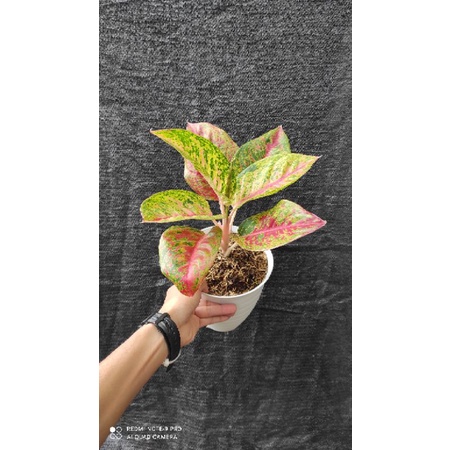 aglaonema mahasety lokal dewasa