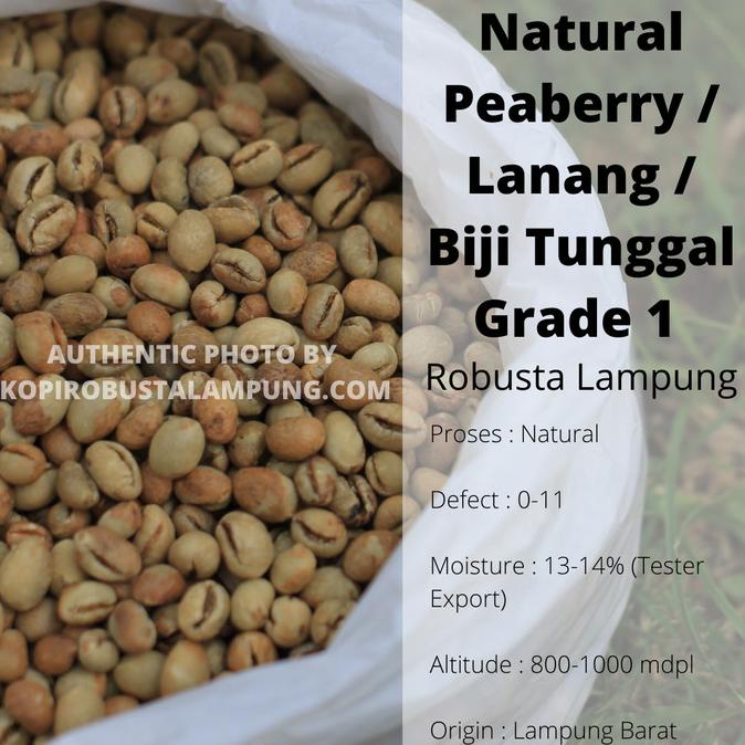 

[ COD ] Green Bean Robusta Lampung Peaberry Lanang Biji Tunggal - Natural BERGARANSI Kode 177