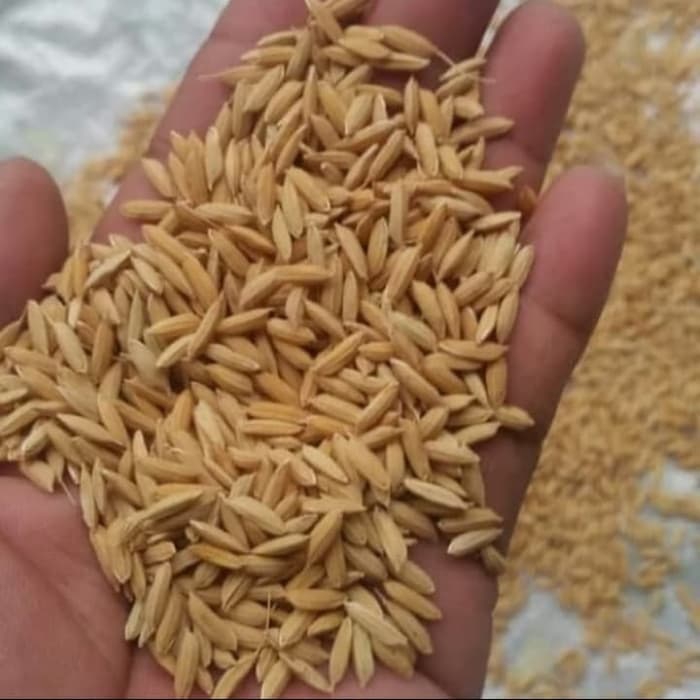 PROMO bibit padi unggul kabir / padi unggul pulen