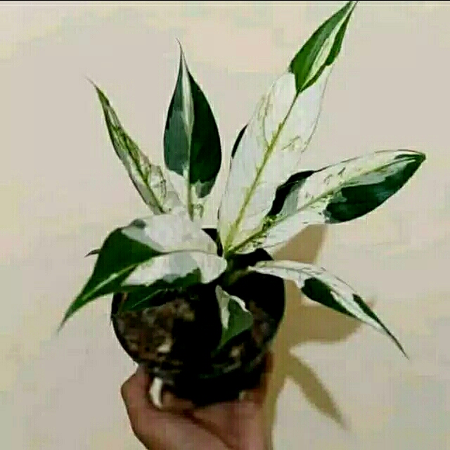 Tanaman hias Peach Lily Varigata | Sepatu filum Varigata