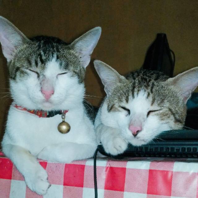 boniku