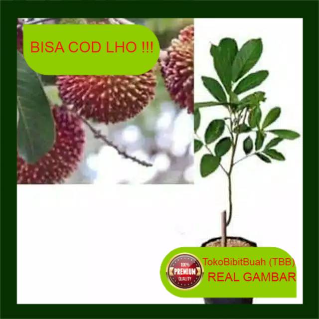 Bibit rambutan rapiah okulasi
