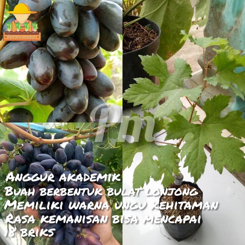 Bibit Anggur Akademik - Akademik  Avidzba - Anggur Import