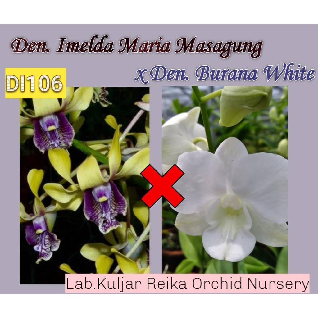 Bibit Botolan Anggrek Dendrobium Imelda Maria Masagung x Burana White