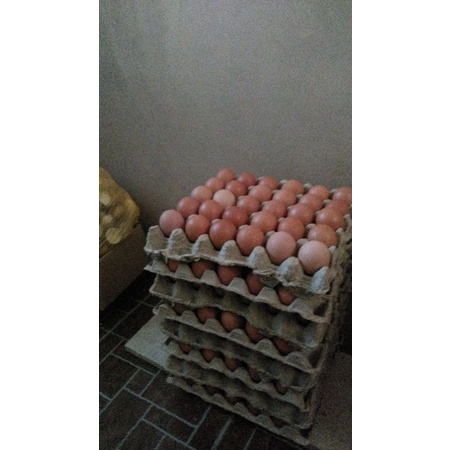 

Telur